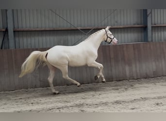 Connemara, Wallach, 4 Jahre, 154 cm, Cremello