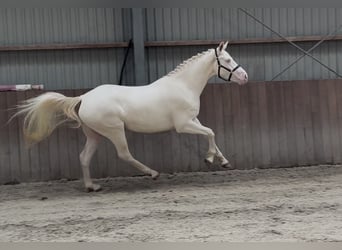 Connemara, Wallach, 4 Jahre, 154 cm, Cremello