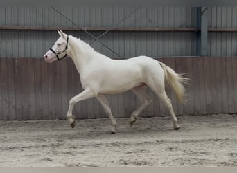 Connemara, Wallach, 4 Jahre, 154 cm, Cremello