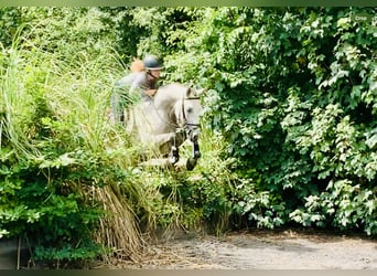 Connemara, Wallach, 4 Jahre, 154 cm, Schimmel