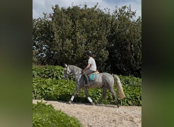 Connemara, Wallach, 4 Jahre, 155 cm, Apfelschimmel
