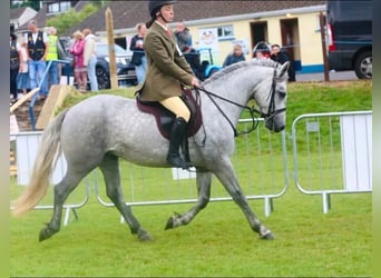 Connemara, Wallach, 4 Jahre, 155 cm, Apfelschimmel