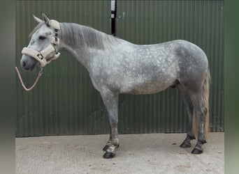 Connemara, Wallach, 4 Jahre, 155 cm, Apfelschimmel