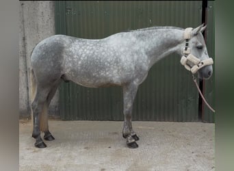 Connemara, Wallach, 4 Jahre, 155 cm, Apfelschimmel