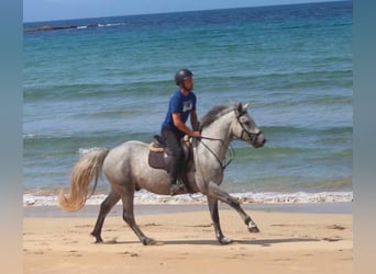 Connemara, Wallach, 4 Jahre, 155 cm, Apfelschimmel