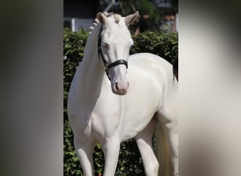 Connemara, Wallach, 4 Jahre, 155 cm, Cremello
