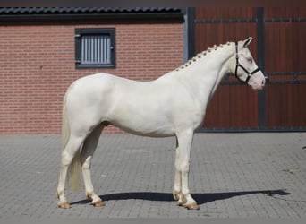 Connemara, Wallach, 4 Jahre, 155 cm, Cremello