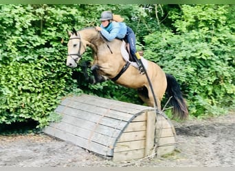 Connemara, Wallach, 4 Jahre, 155 cm, Falbe