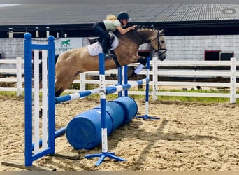 Connemara, Wallach, 4 Jahre, 155 cm, Falbe