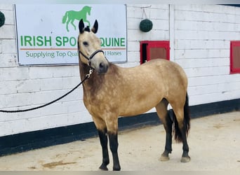 Connemara, Wallach, 4 Jahre, 155 cm, Falbe