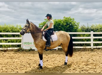Connemara, Wallach, 4 Jahre, 155 cm, Falbe
