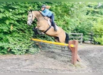 Connemara, Wallach, 4 Jahre, 155 cm, Falbe