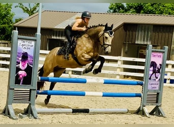 Connemara, Wallach, 4 Jahre, 155 cm, Falbe