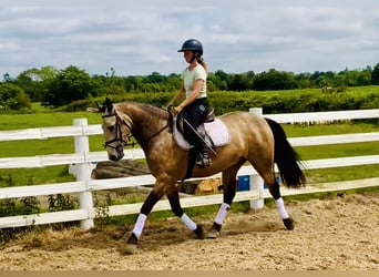 Connemara, Wallach, 4 Jahre, 155 cm, Falbe