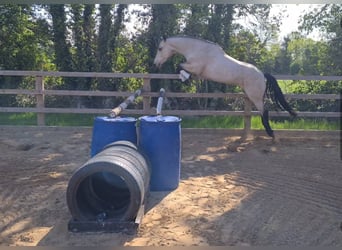 Connemara, Wallach, 4 Jahre, 155 cm, Falbe
