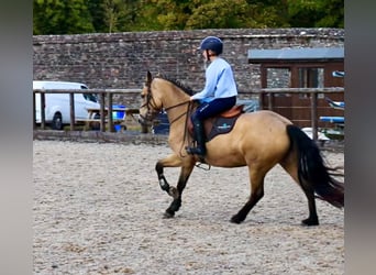 Connemara, Wallach, 4 Jahre, 155 cm, Falbe