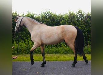 Connemara, Wallach, 4 Jahre, 155 cm, Falbe