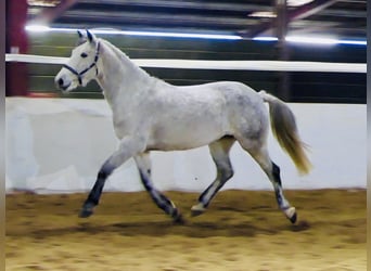 Connemara, Wallach, 4 Jahre, 155 cm, Schimmel