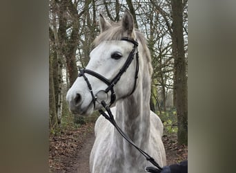 Connemara, Wallach, 4 Jahre, 156 cm, Apfelschimmel