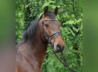 Connemara, Wallach, 4 Jahre, 156 cm, Brauner