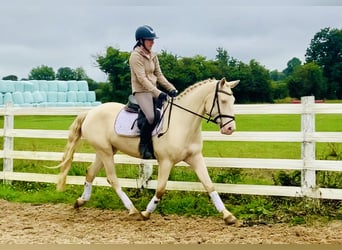 Connemara, Wallach, 4 Jahre, 156 cm, Cremello