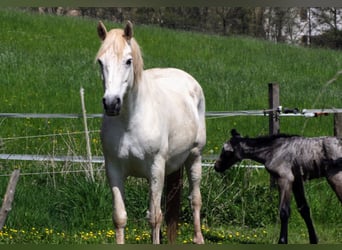 Connemara, Wallach, 4 Jahre, 156 cm, Schimmel