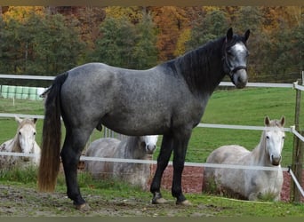 Connemara, Wallach, 4 Jahre, 156 cm, Schimmel