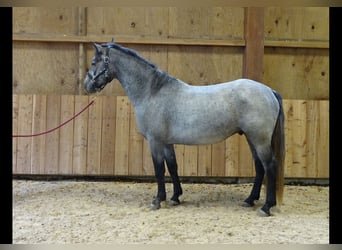 Connemara, Wallach, 4 Jahre, 156 cm, Schimmel