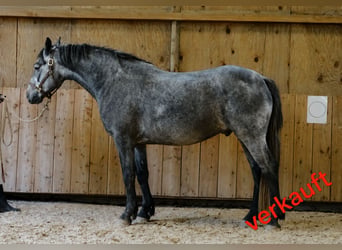 Connemara, Wallach, 4 Jahre, 156 cm, Schimmel