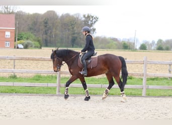 Connemara, Wallach, 4 Jahre, 157 cm, Brauner