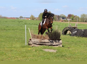 Connemara, Wallach, 4 Jahre, 157 cm, Brauner