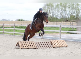 Connemara, Wallach, 4 Jahre, 157 cm, Brauner