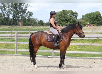 Connemara, Wallach, 4 Jahre, 157 cm, Brauner