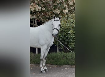 Connemara, Wallach, 4 Jahre, 157 cm, Schimmel