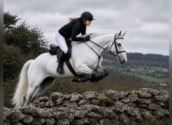 Connemara, Wallach, 4 Jahre, 157 cm, Schimmel