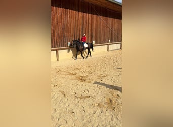 Connemara, Wallach, 4 Jahre, 158 cm, Rappe
