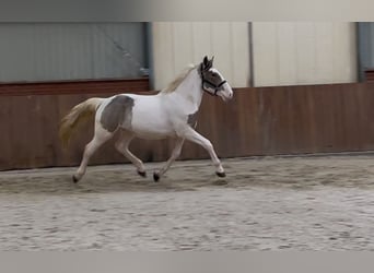 Connemara Mix, Wallach, 4 Jahre, 160 cm, Schecke