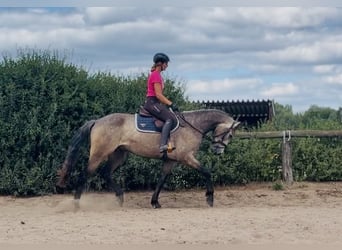 Connemara, Wallach, 4 Jahre, 162 cm, Braunfalbschimmel