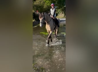 Connemara, Wallach, 4 Jahre, 163 cm, Falbe