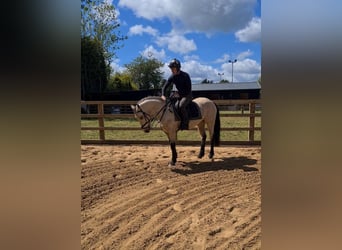 Connemara, Wallach, 4 Jahre, 163 cm, Falbe