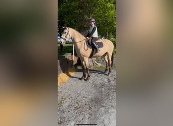 Connemara, Wallach, 4 Jahre, 163 cm, Falbe