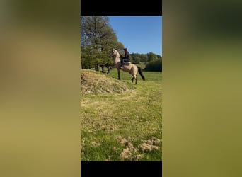 Connemara, Wallach, 4 Jahre, 163 cm, Falbe
