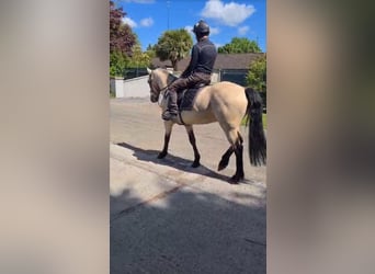 Connemara, Wallach, 4 Jahre, 163 cm, Falbe