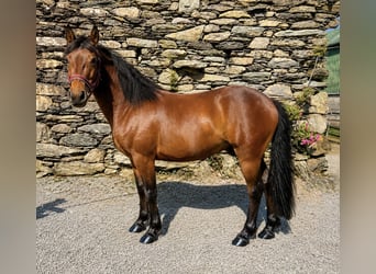 Connemara, Wallach, 4 Jahre, Brauner