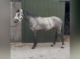 Connemara, Wallach, 4 Jahre, Schimmel