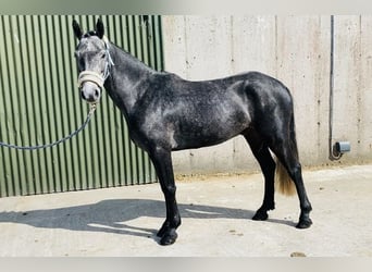 Connemara, Wallach, 5 Jahre, 137 cm, Schimmel