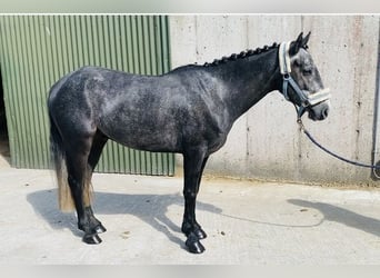 Connemara, Wallach, 5 Jahre, 137 cm, Schimmel
