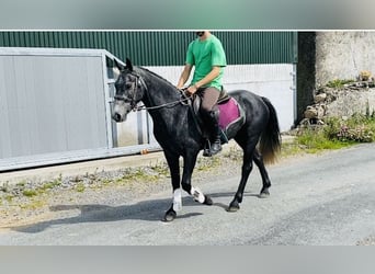 Connemara, Wallach, 5 Jahre, 137 cm, Schimmel