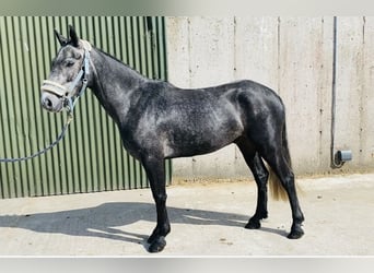 Connemara, Wallach, 5 Jahre, 137 cm, Schimmel