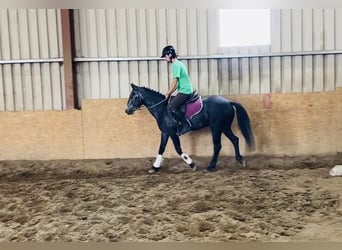 Connemara, Wallach, 5 Jahre, 137 cm, Schimmel